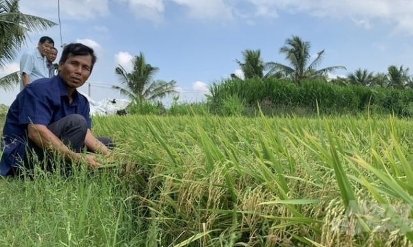 The rice growing model reduces seeds, fertilizers, and pesticides, helping to increase profits